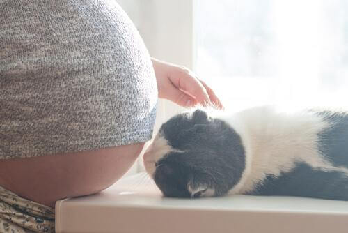 hamilelik ve kedi
