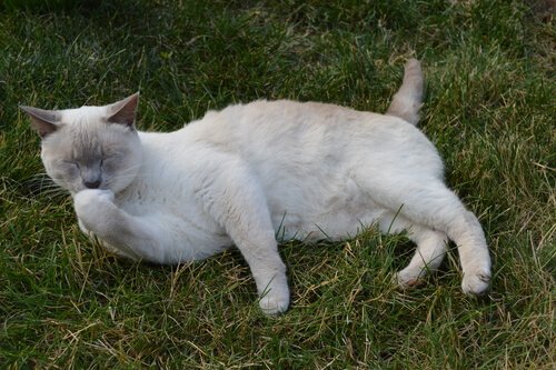 kediler ve köpekler arasındaki farklar