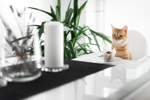 kediniz için lezzetli kek tarifleri