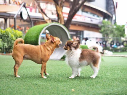 küçük köpekler çiftleşme dönemi