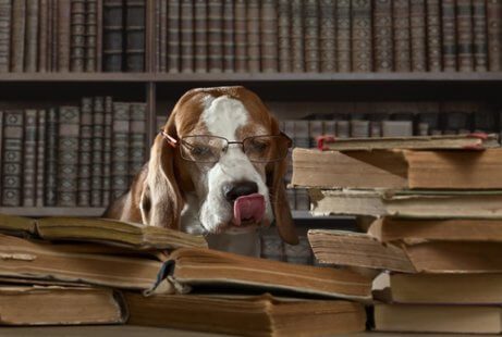 kitap okuyan gözlüklü köpek