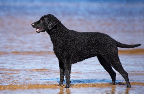 kıvırcık tüylü retriever