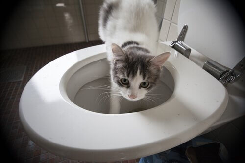 tuvaletten su içen kedi