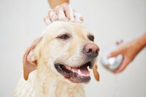 Çiftleşme Dönemindeki Bir Köpeği Yıkayabilir misiniz?