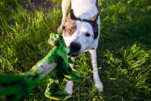 Köpeklerin Eşyaları Çiğnemesi Nasıl Durdurulur?