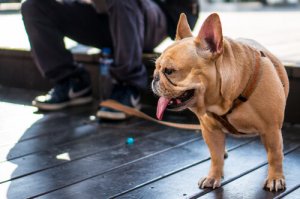 Köpeğiniz İçin En İyi Kayış Nedir?