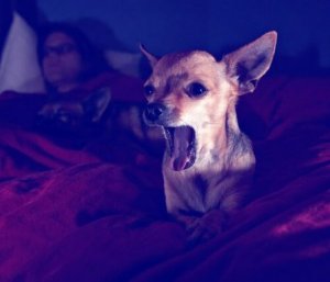 Köpeğinizin Gece Havlaması Nasıl Engellenir?