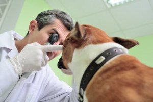 Köpeğinizin İyi Göremediğini Nasıl Anlarsınız?