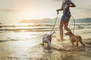 Köpeğinizle Tatile Çıkmak: Yaz Planlarınızı Yapın