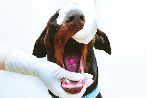 ağzına ilaç konmuş köpek