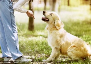 Köpek Eğitirken Yapılan Hatalar