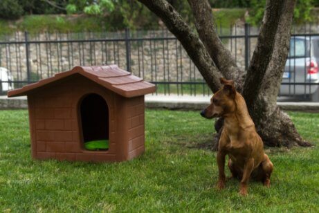 köpek evi