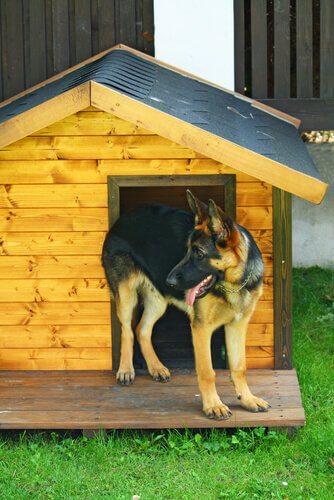 köpek evi ve alman kurdu