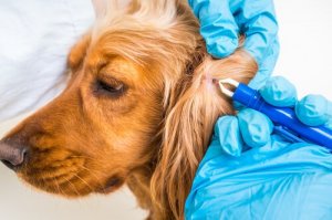 Lyme Hastalığı: Teşhis ve Korunma