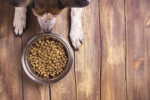 Köpeğimin Köpek Maması Yemesini Nasıl Sağlarım?
