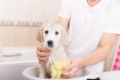 köpeğinizi nasıl yıkayabilirsiniz