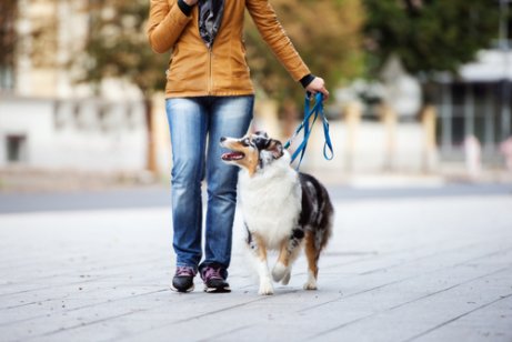 köpek ile yürüyüşe çıkmak