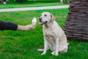 Köpekler İçin 3 Dondurma Tarifi