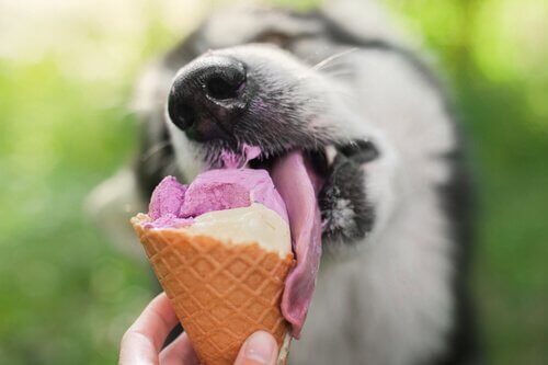 köpekler için kolay dondurma tarifi