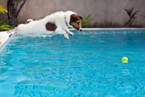 köpekler için yüzme havuzu