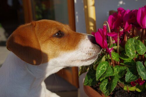 Köpeğiniz için Bach Çiçek Terapisi