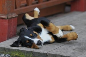 Köpeklerde Cinsel Olgunluk ve Üreme