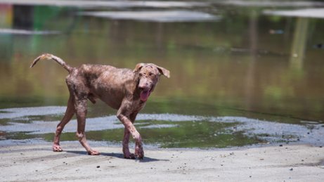 deri enfeksiyonu olan köpek