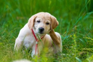 Köpeklerde Dirofilariyaz (Kalp Kurdu)