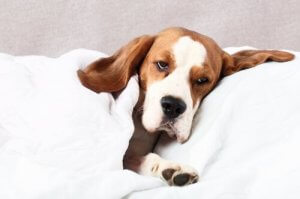 Köpeklerde Filaryaz: Nedenleri ve Tedavisi