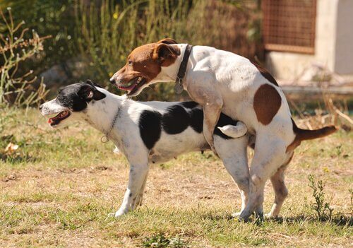 köpeklerde üreme