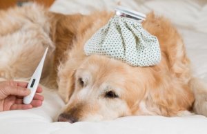 Köpeklerde Yüksek Ateş Teşhis ve Tedavisi