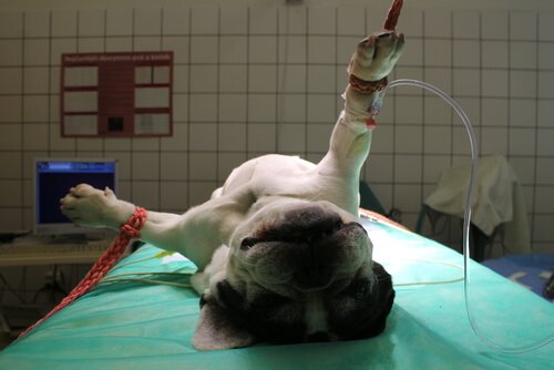 köpeklere anestezi