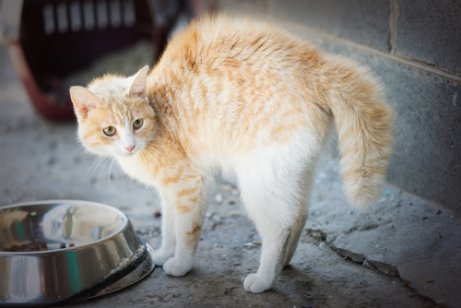 tüylerini kabartmış kedi