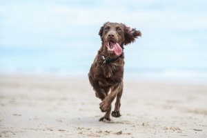 Köpeğiniz için Egzersiz: Ne Kadarı Yeterlidir?