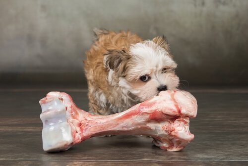 küçük köpek ve sığır kemiği