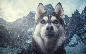Köpeklerin Sınıflandırılması: Kurtlara Ne Kadar Yakınlar?