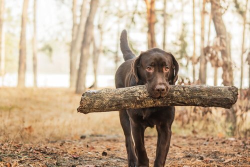 Retriever Köpekler: Irkları ve Özellikleri