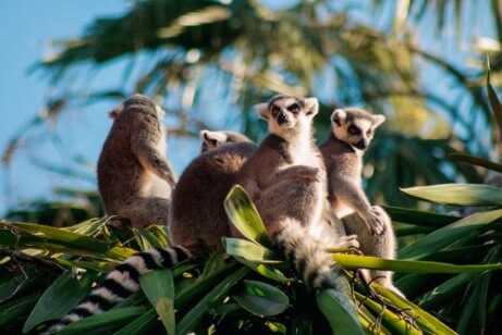 ağaçtaki lemurlar