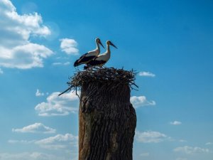 Klepetan ve Malena, Birbirine Âşık İki Kuş
