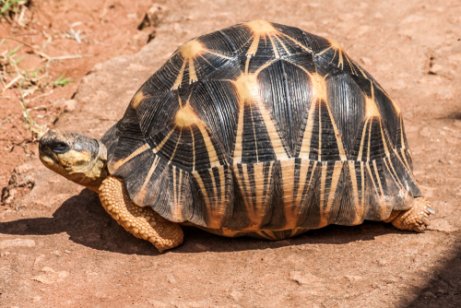 madagaskar kaplumbağası