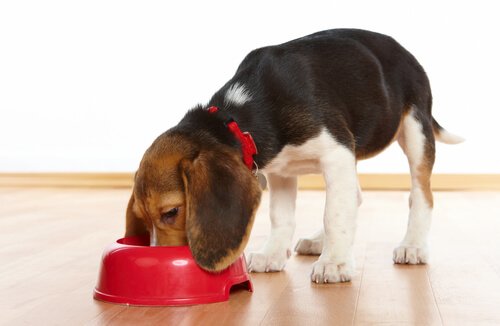 köpeğiniz için doğru mama seçimi