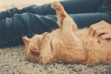 mırlayan kedi