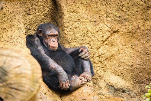 köşede oturan şempanza