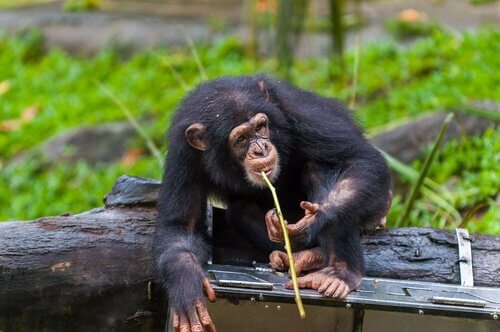mızrak kullanan fongoli şempanzeleri