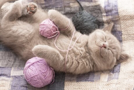 ip yumağıyla oynayan mutlu kedi