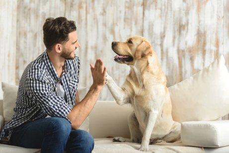 köpek ile selamlaşma