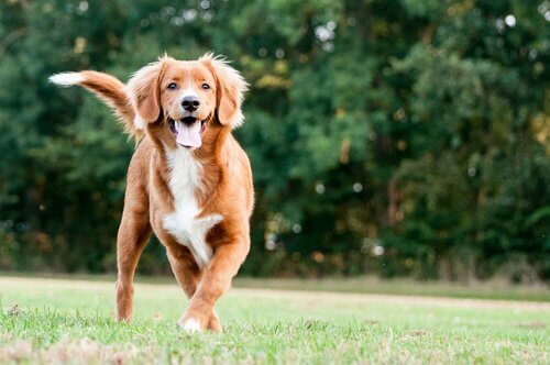 dili dışarıda koşan köpek