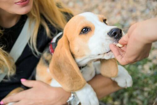 köpeğe ödül maması vermek
