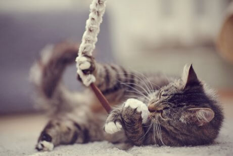 oyuncak ile oynayan kedi