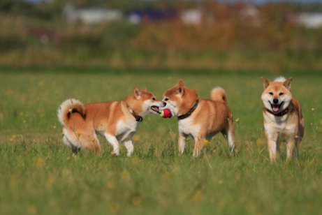 oyun oynayan köpekler
